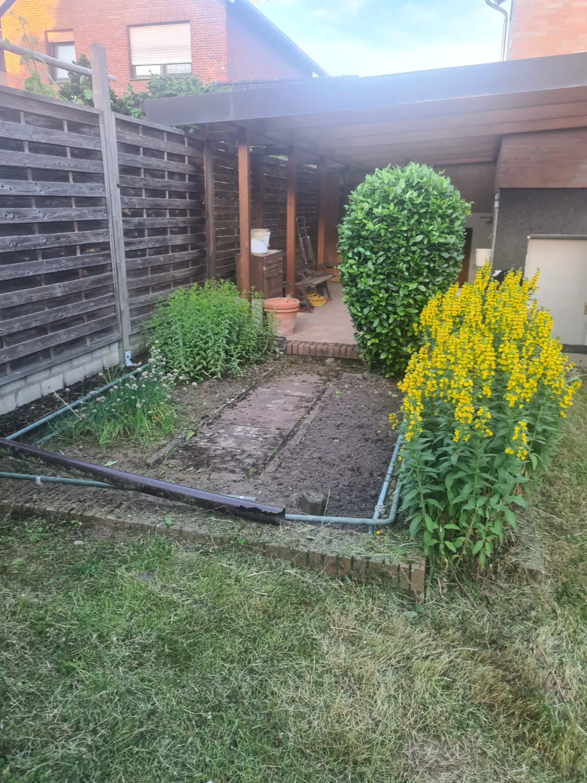 Vorbereitete Gartenfläche mit gepflasterten Platten, gelben Stauden und Hecke, Gartenarbeiten
