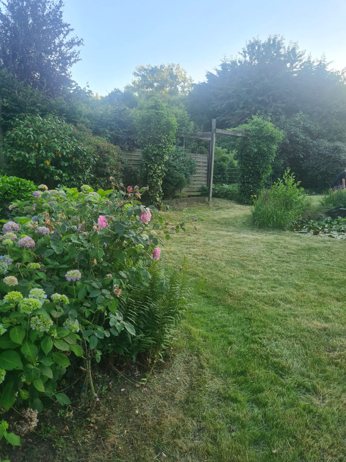 Pflege von Außen- und Grünanlagen: gepflegter Rasen und blühende Hortensien vor Holzpergola im Garten