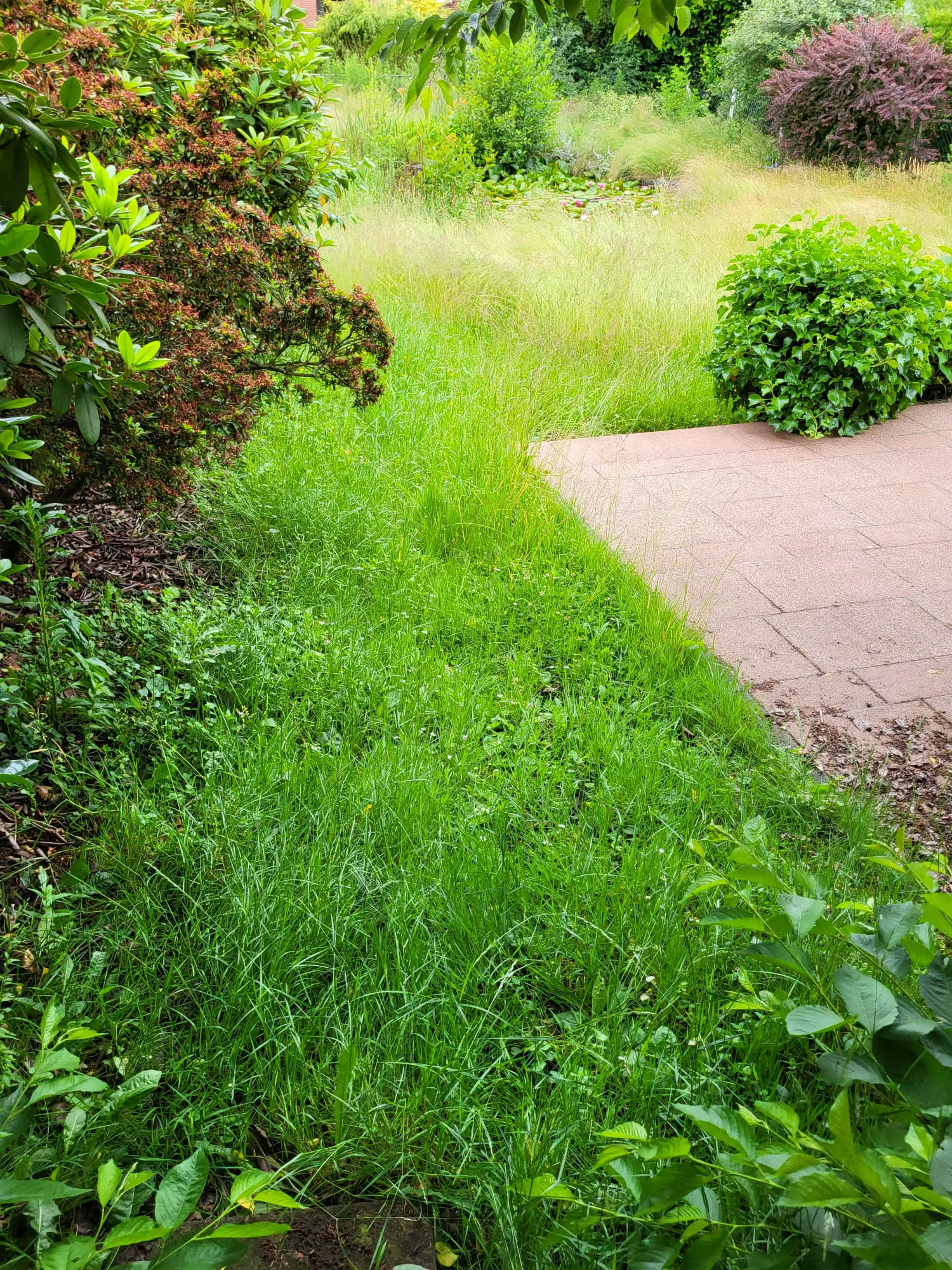 Überwucherter Rasen und Sträucher an gepflasterter Terrasse – Gartenarbeiten und Pflege von Außen- und Grünanlagen