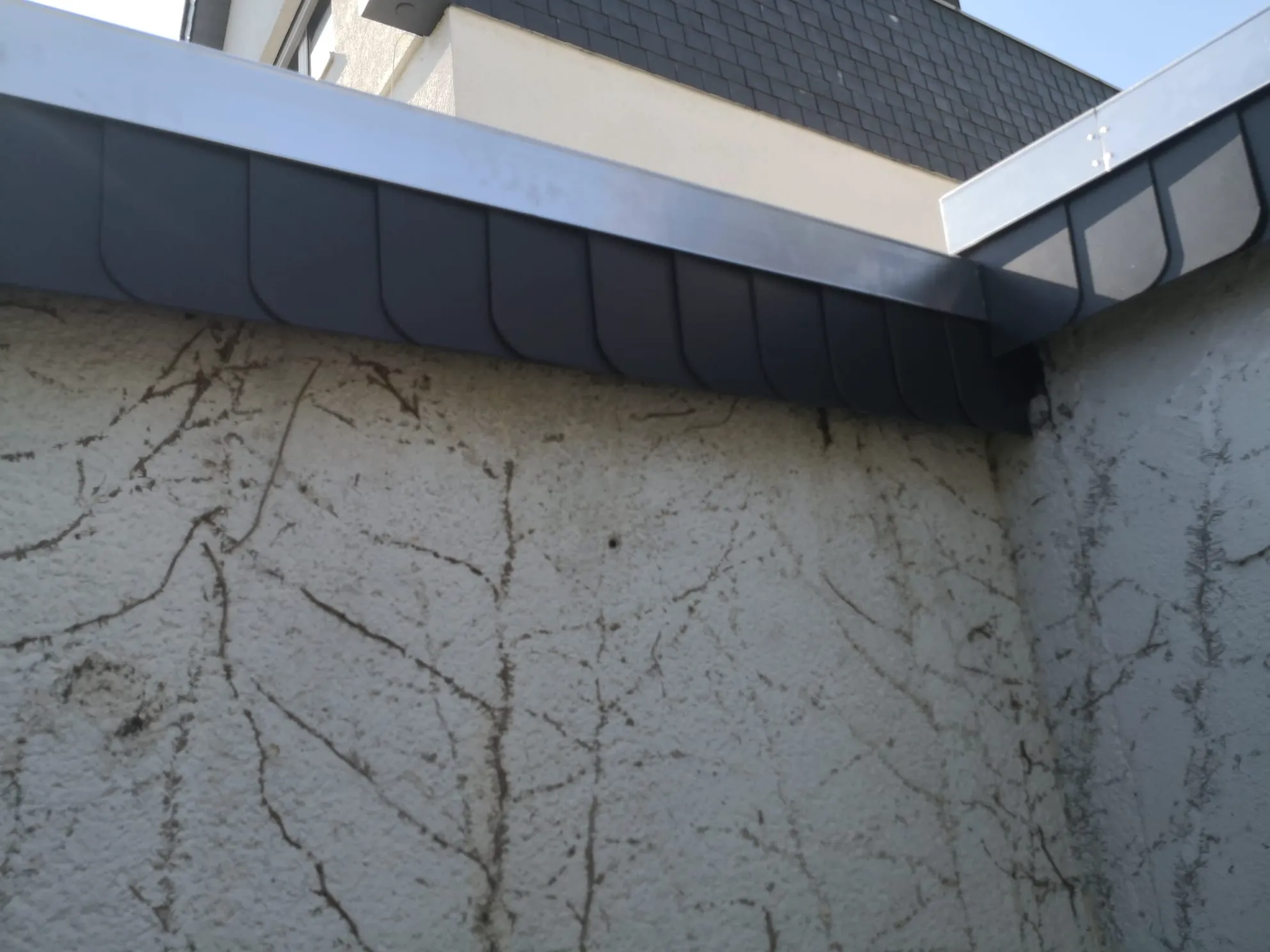 Eckansicht einer verputzten Außenfassade mit getrockneten Efeuranken unter der Dachrinne
