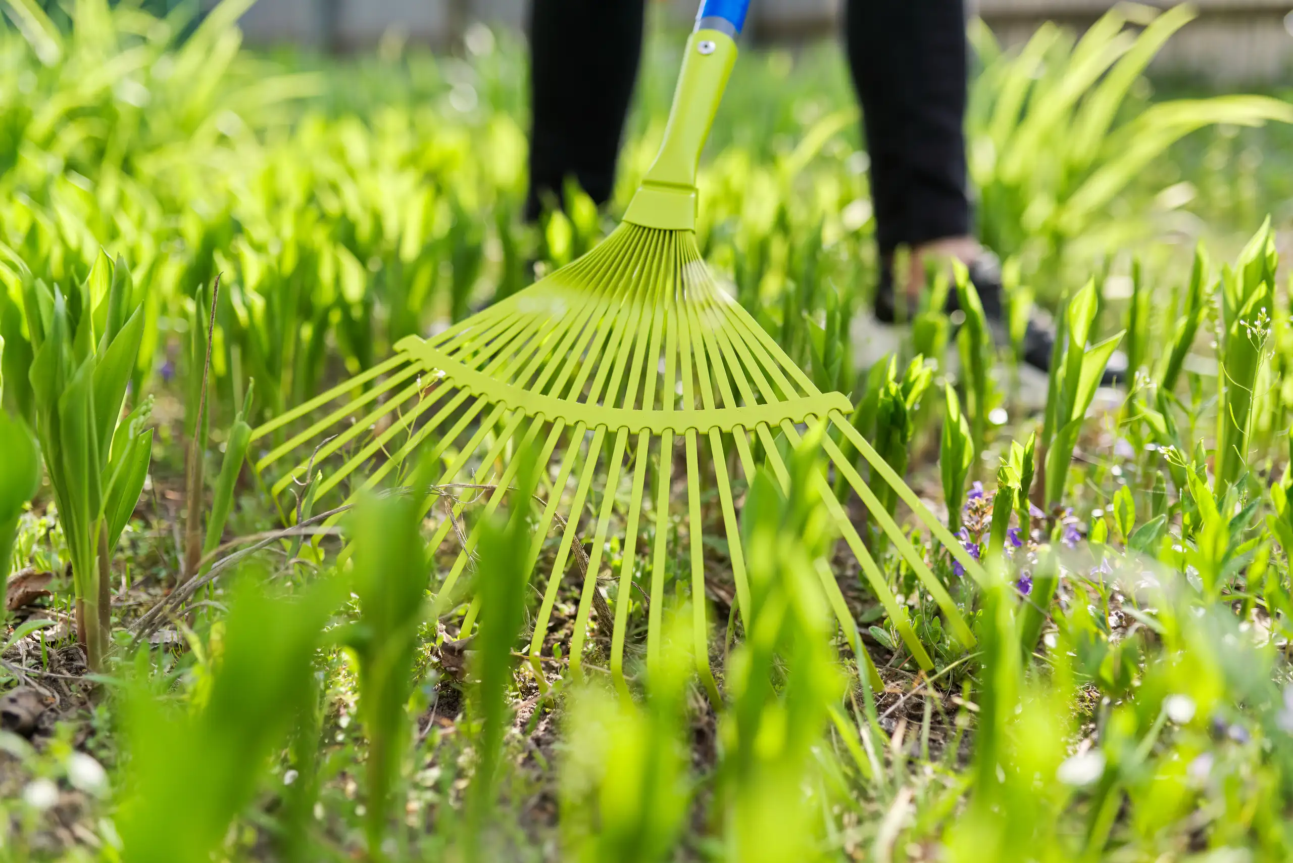 Grüner Rechen im Beet, lockert Erde zwischen jungen Pflanzensprossen bei Gartenarbeiten
