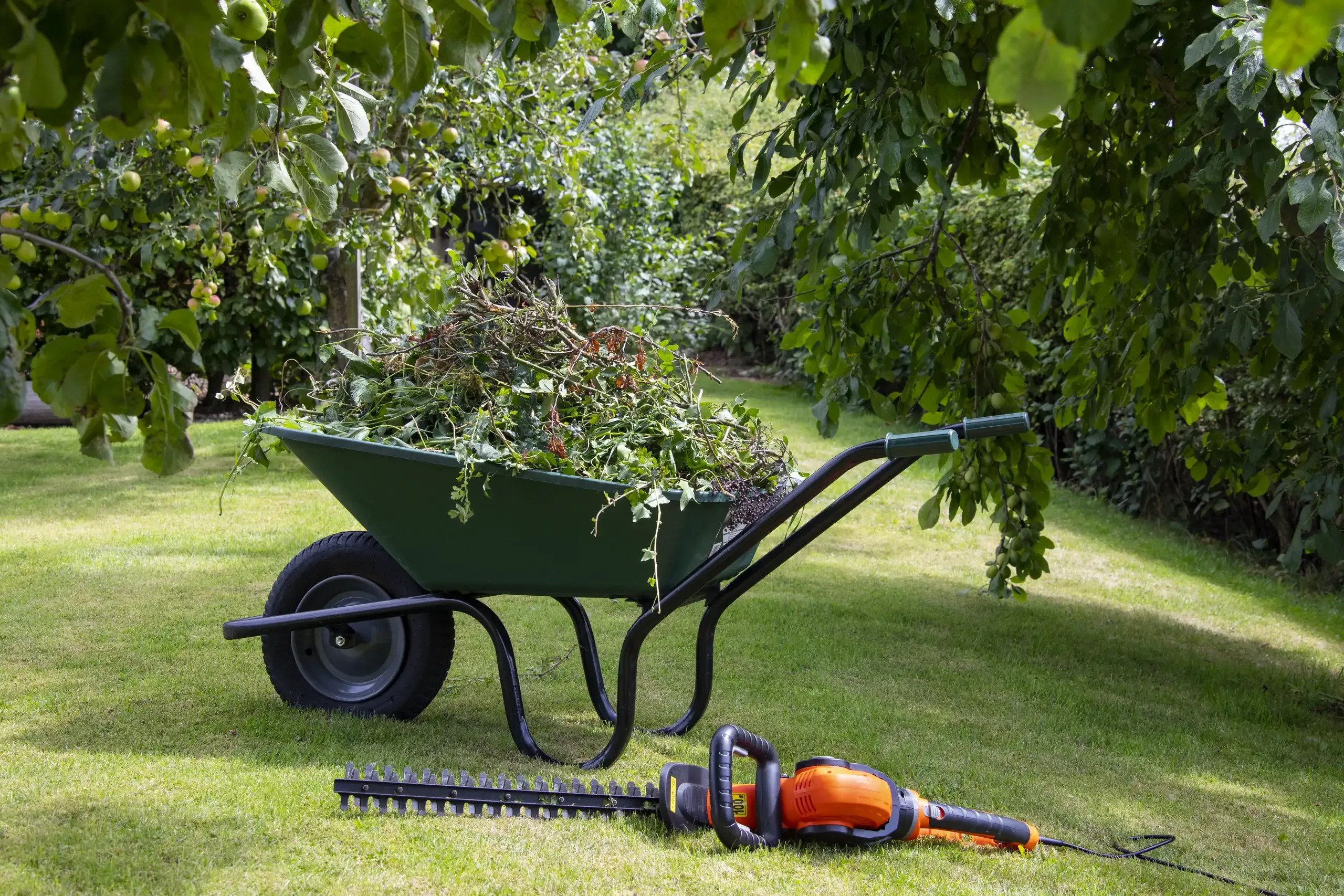 Schubkarre mit Grünschnitt und Elektro-Heckenschere auf Rasen bei Gartenarbeiten